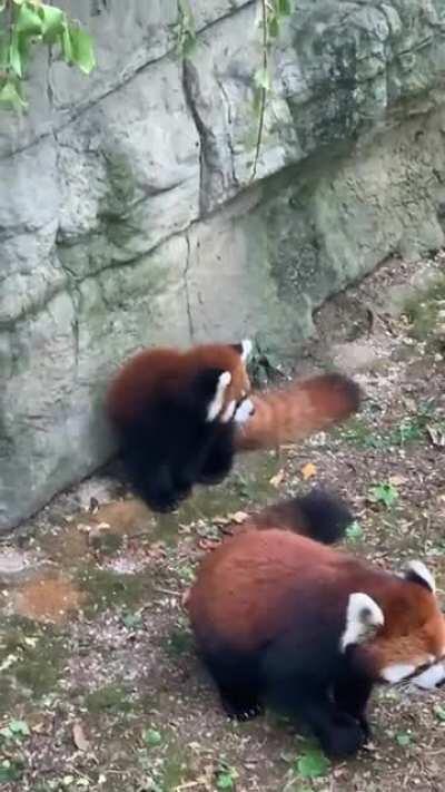Fresh baby fluff nugget at the Cincinnati Zoo.