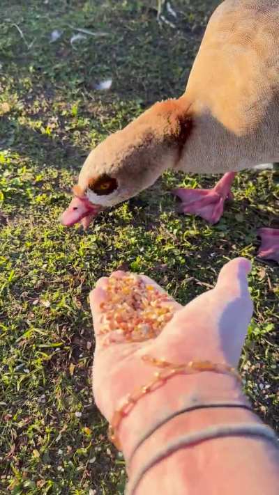 the geese crave flesh….