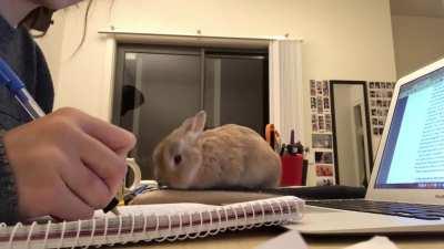 Time lapse of a typical night of ‘study’ with Nigel