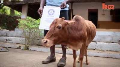 World's Shortest (and Most Adorable) Cow