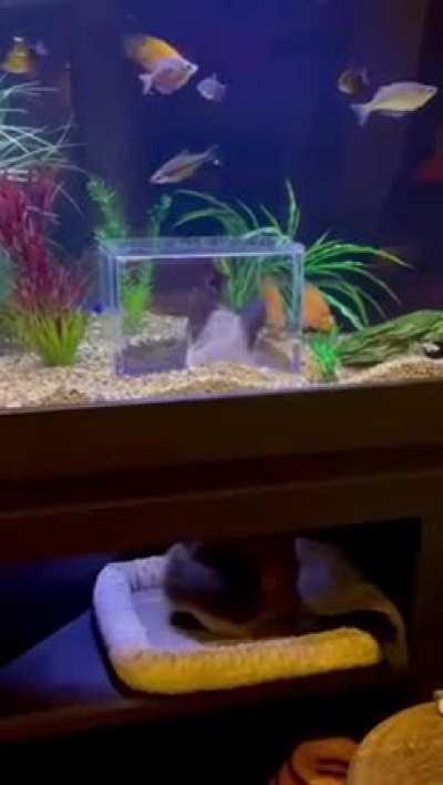 A true aquarium experience for this cat 😂