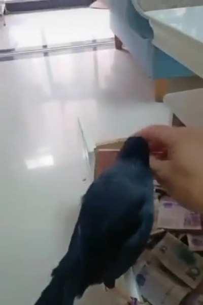 Onde consigo comprar um desse? Quero tentar pagar minhas dívidas/loss. 