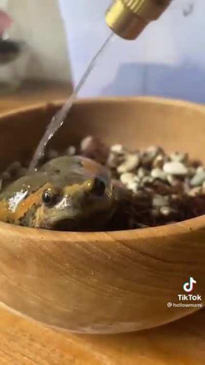 Sapinho lavando o pé cellFofo