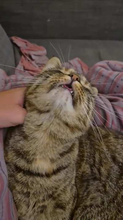 I just found out that petting Miso mid-groom causes her to glitch 😆