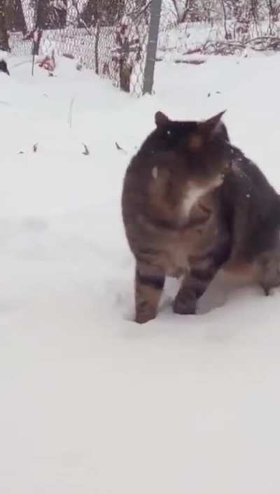 My deaf cat who has never seen the snow before was a bit.. frazzled for her first experience 🤣