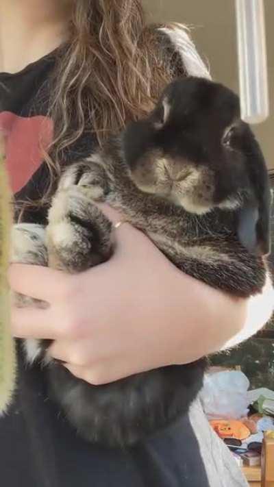 I am baby, hear me purr