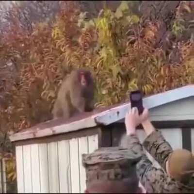 WCGW livestreaming monkes havin some private time