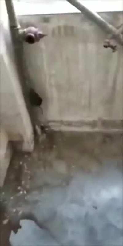 WCGW jumping out a window