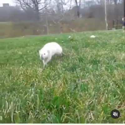 Found this old video (2015) of one of my OGs, Ponyo. The spunkiest most fearless rat I ever had. Loved playing in the grass and would follow if I started walking away. <3