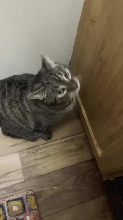 My boy Arthur is half Siamese, can you tell?