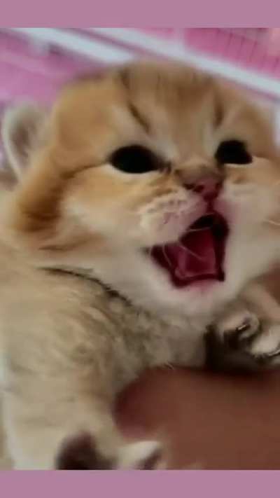 Very Indignant Kitten