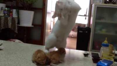 Şunlara bakar mısınız yaaa