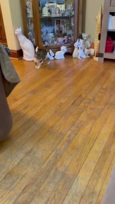 My parents new kitty gets a BIG startle during playtime