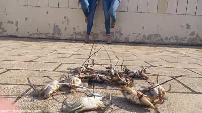 Girls crush crabs ( full clip Dm)