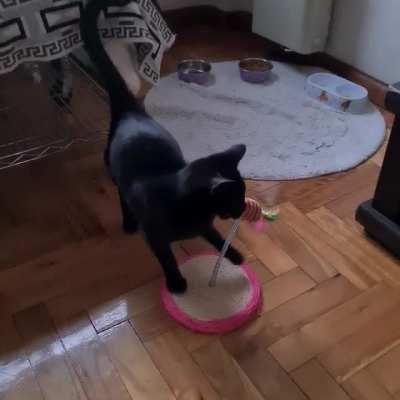 GREAT SUCCESS! Satanas, alias Eustaquio, alias bolita, ahora:Odin ya tiene casa! Lo adopto una mujer que lo tiene como un Dios en serio.