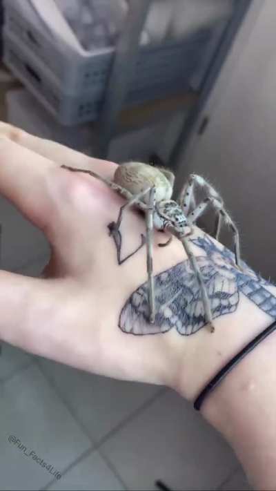 Metamorphosis of Life Credit: @gunsnrosesgirl3