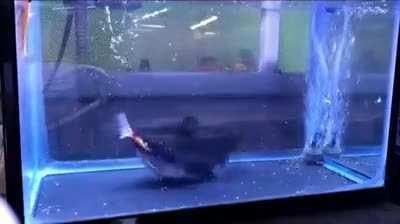 Fish eating another of equal Size