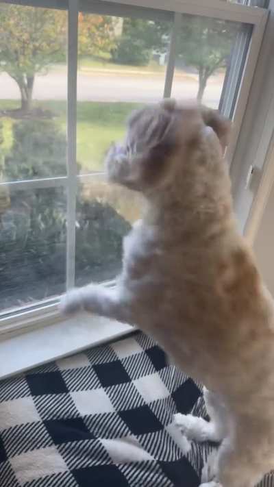 My dog hates spotted lantern flies hanging out on his window.