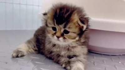 ˢᵐᵒˡ ʰᶦᶜᶜᵘᵖˢ