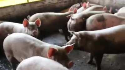 Manda pá tia do zaper