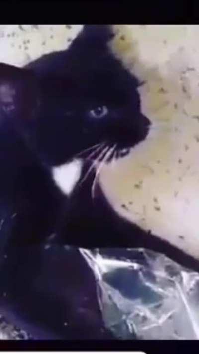 Yuumi halal confirmed