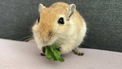 cheddar being obsessed with lettuce 🐥