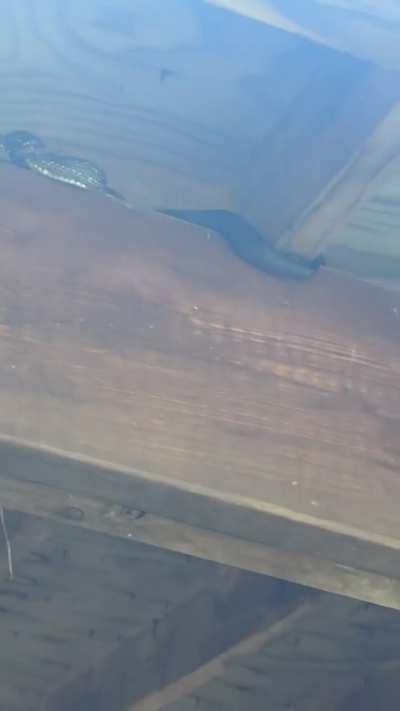 This Black Snake That Infiltrated The Robin Nests On Our Porch