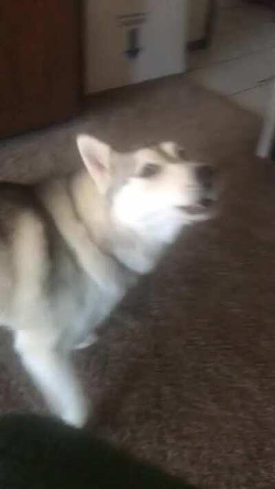 She wants me to let her outside so she can immediately want back in