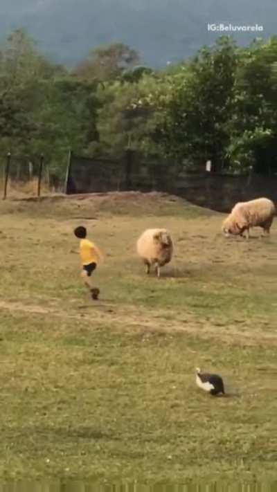 Let's harass an animal...