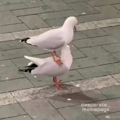 Oh yes random images