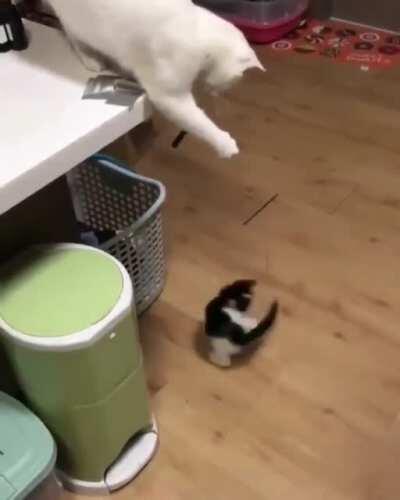 Quando a educação não é libertadora, o sonho do oprimido é ser o opressor