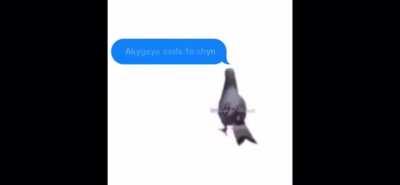 Pigeon