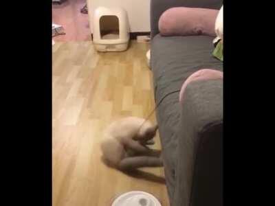 Posting random videos from my phone until I buy a new home button - day 52