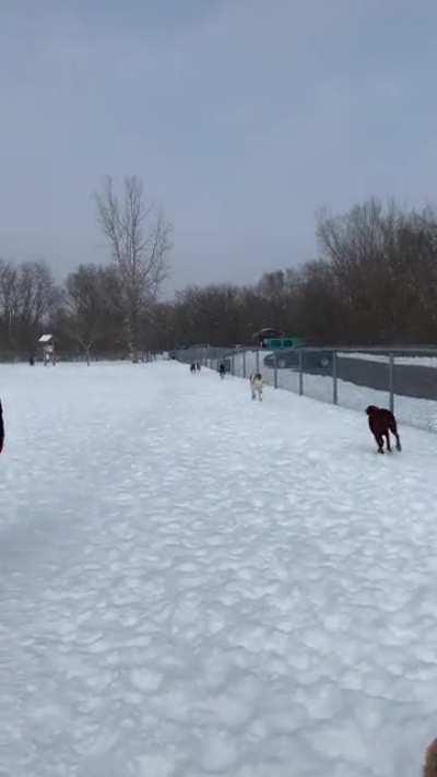 Chasing cars at the dog park