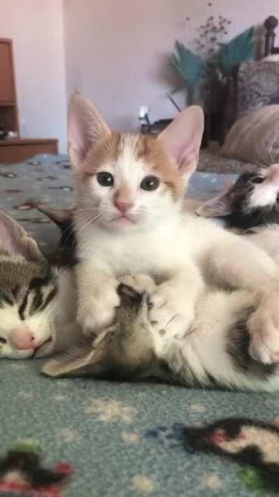 These cats are at playtime