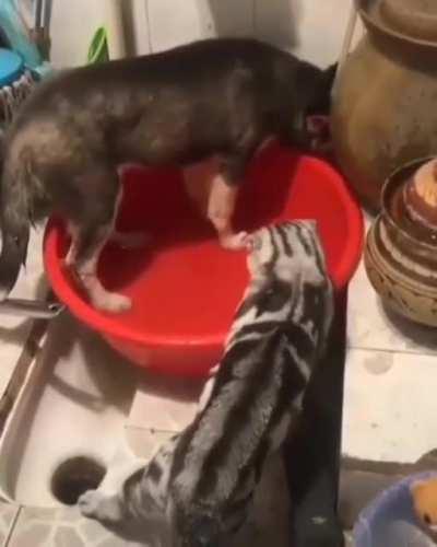 I'm a pawlice officer. This criminal dawg claim I uses excessive fawrce against him. He filed a cawmplaint against me. What is my awwptions? I think I needs a pawyer.