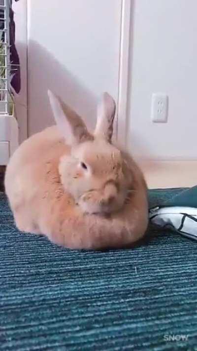 Absolute Unit of a Rabbit