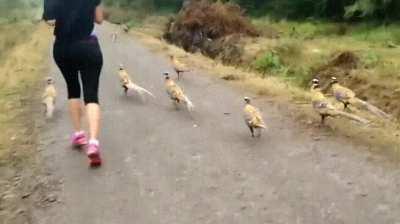 what are you running from, apex predator? Are you in danger?