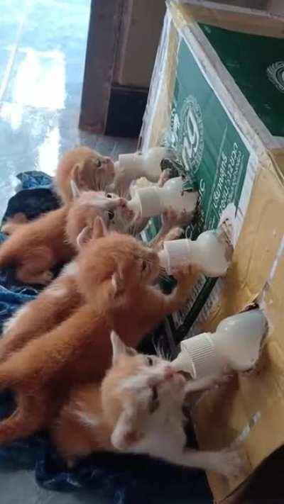 Those are the most pointiest tails I've ever seen!