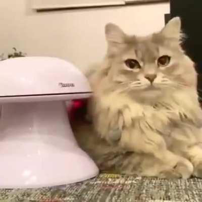 Этот кот очень рад своей новой игрушке