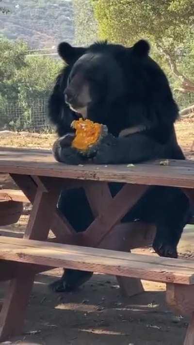Just a bear eat lunch at a picnic table