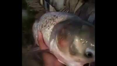 Pripyat-originating fish found on Lithuanian shoreline.