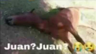Juan? :,(