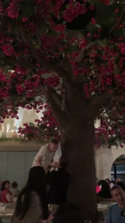 Drunk man climbs tree inside restaurant 