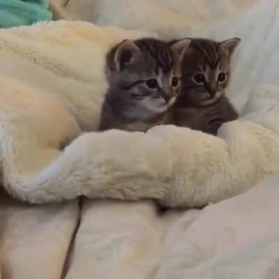 Kittens vs Scary Finger