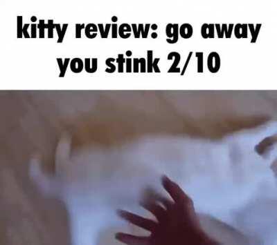 This is a good kitty review caw caw