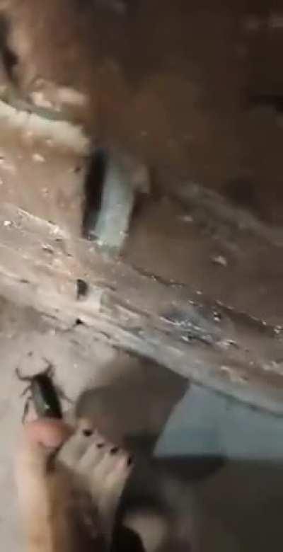Cockroach with stinky feet
