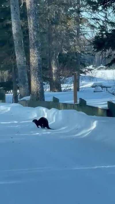 Look at this guy go!