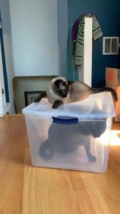 Sadly she wasn’t heavy enough to keep her brother trapped forever