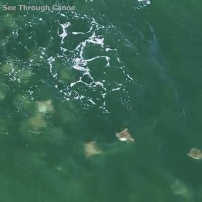 🔥 A Hammerhead Shark charging through a school of rays in Florida
